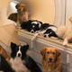Illustration for article titled Scientists Find Striking Similarities Between Human and Dog Brains
